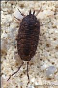 Porcellio sp.